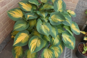 Forbidden Fruit, Hosta